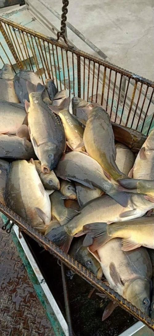 裸鯉魚(yú)圖片