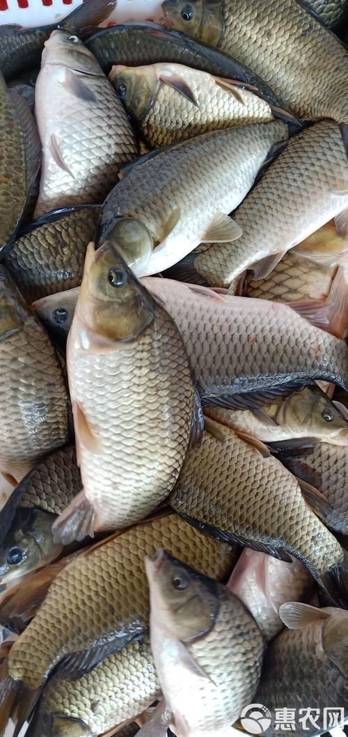 裸鯉魚(yú)圖片