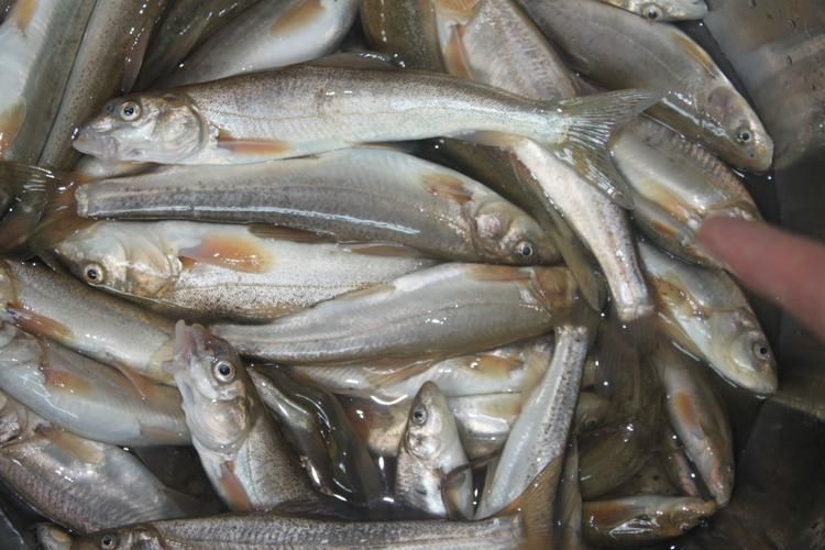 裸鯉魚(yú)圖片