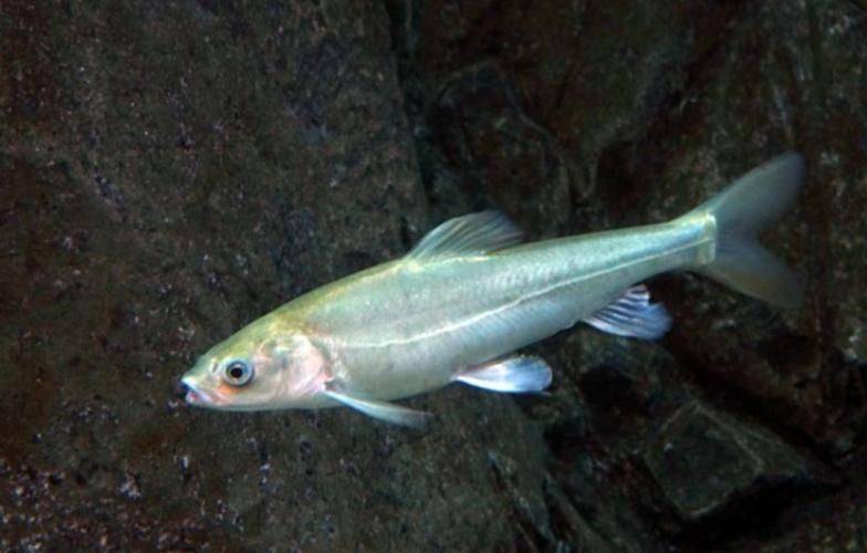 裸鯉魚(yú)圖片