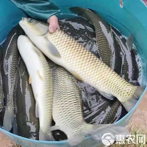 裸鯉魚(yú)圖片