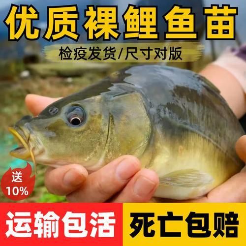 裸鯉魚(yú)圖片