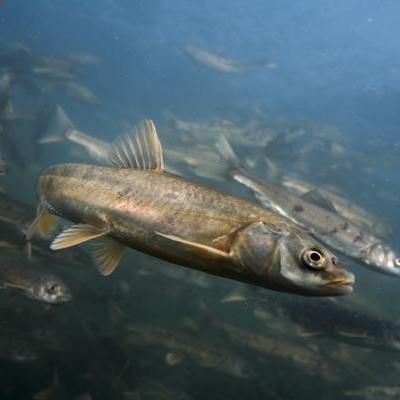 裸鯉魚(yú)圖片