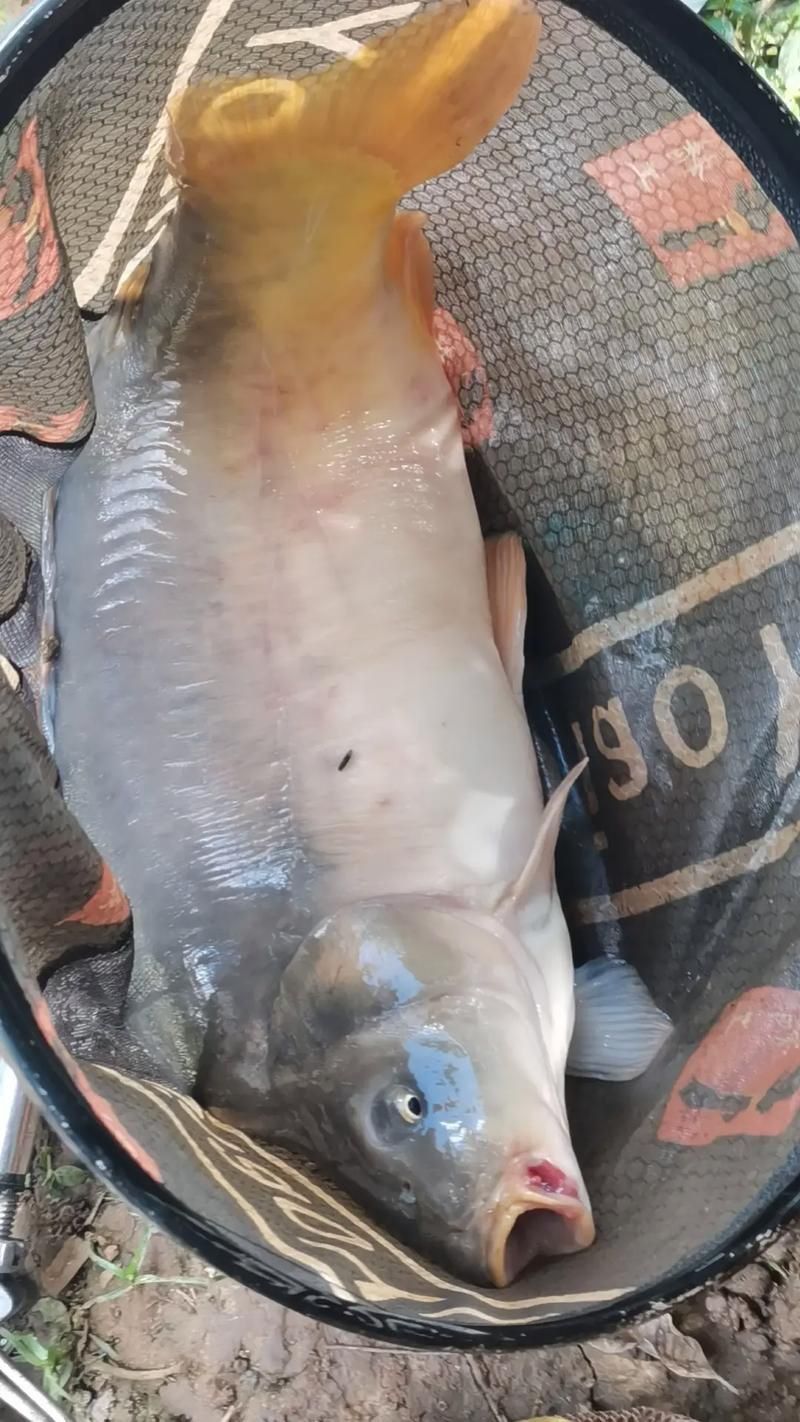 裸鯉魚(yú)圖片