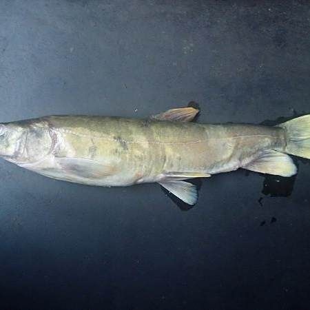 裸鯉魚(yú)圖片