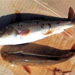 裸鯉魚(yú)圖片