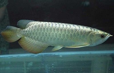 銀龍魚疾病預防措施：銀龍魚健康狀態直接影響養殖環境與經濟效益,銀龍魚疾病預防措施