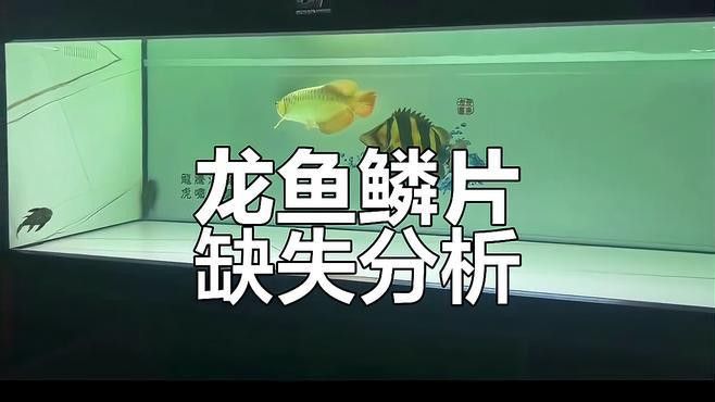 如何正確使用龍魚專用除蟲藥？