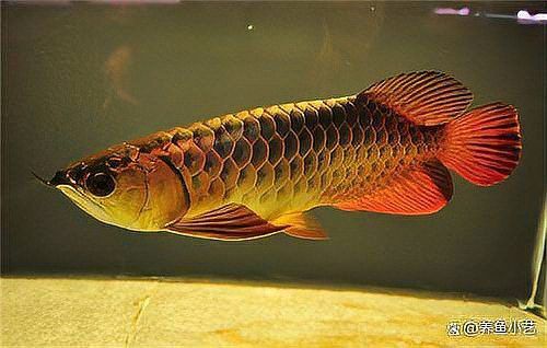 如何正確使用龍魚專用除蟲藥？