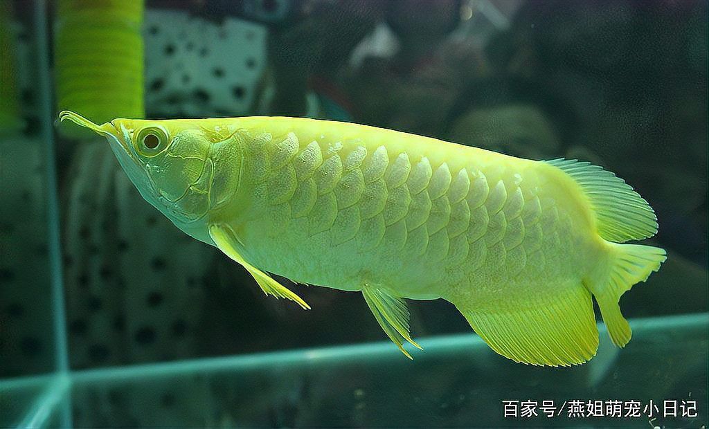 如何正確使用龍魚專用除蟲藥？