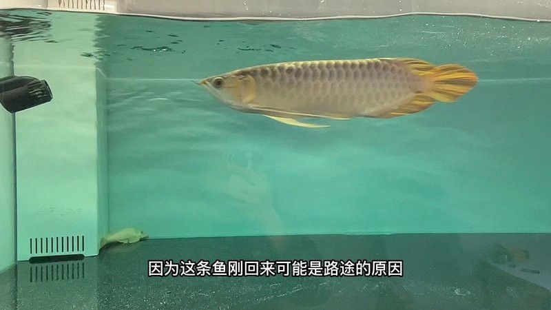 如何正確使用龍魚專用除蟲藥？