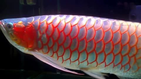 紅龍魚是金龍魚嗎（紅龍魚和金龍魚有什么區別紅龍魚和金龍魚的區別） 紅龍魚是金龍魚嗎（紅龍魚和金龍魚有什么區別紅龍魚和金龍魚的區別） 龍魚百科 第2張
