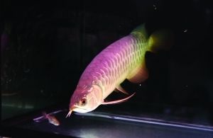 紅龍魚是金龍魚嗎（紅龍魚和金龍魚有什么區別紅龍魚和金龍魚的區別） 紅龍魚是金龍魚嗎（紅龍魚和金龍魚有什么區別紅龍魚和金龍魚的區別） 龍魚百科 第6張
