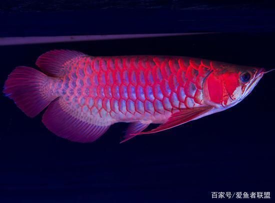 龍魚喜歡趴底怎么辦：龍魚趴底可能有多種原因，包括水質問題、環境變化、疾病等