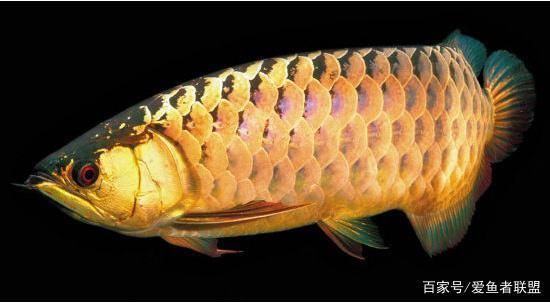 龍魚喜歡趴底怎么辦：龍魚趴底可能有多種原因，包括水質問題、環境變化、疾病等