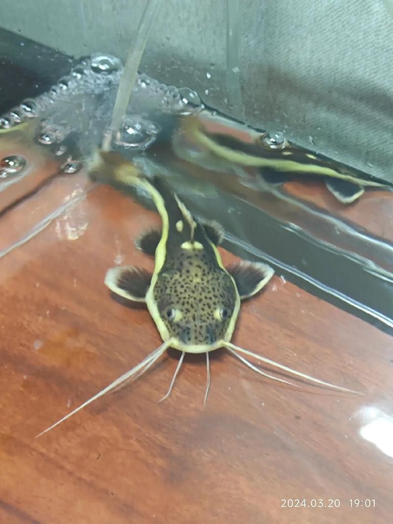 招財貓把銀龍魚吃了