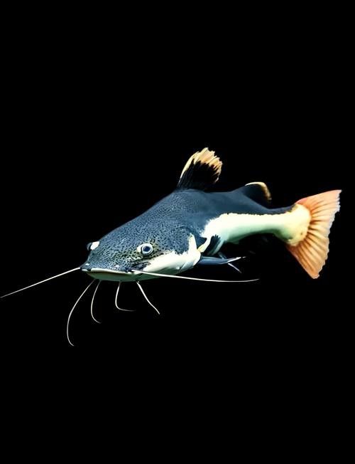 招財貓把銀龍魚吃了