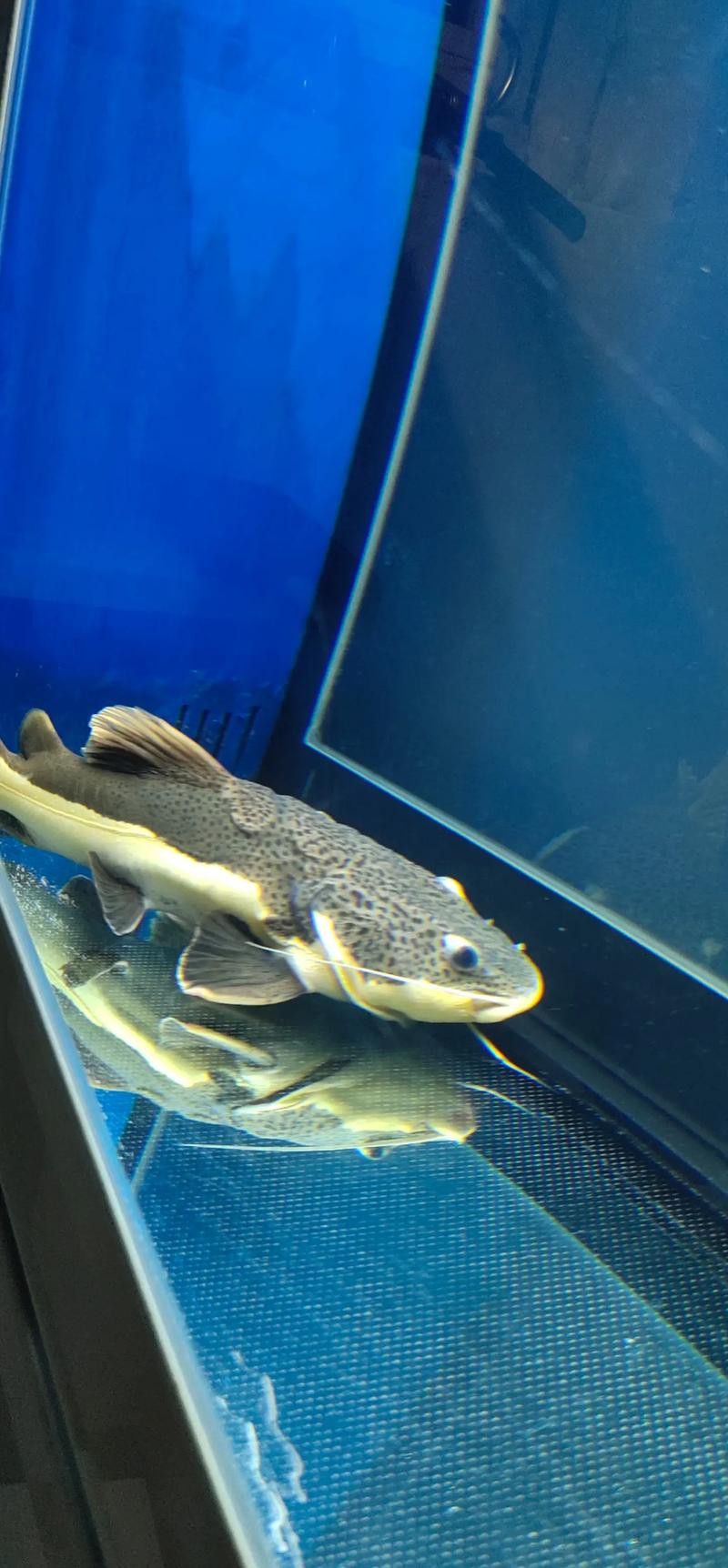 招財貓把銀龍魚吃了