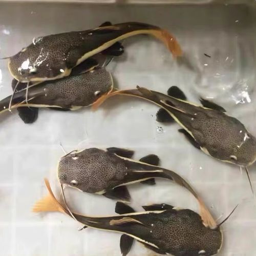 招財貓把銀龍魚吃了