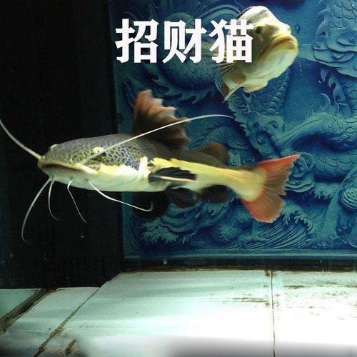 招財貓把銀龍魚吃了