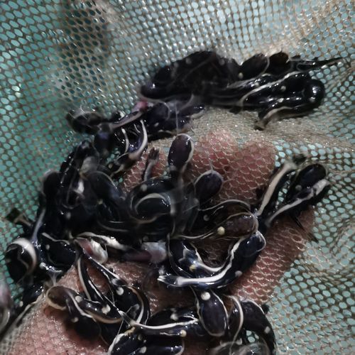 招財貓把銀龍魚吃了
