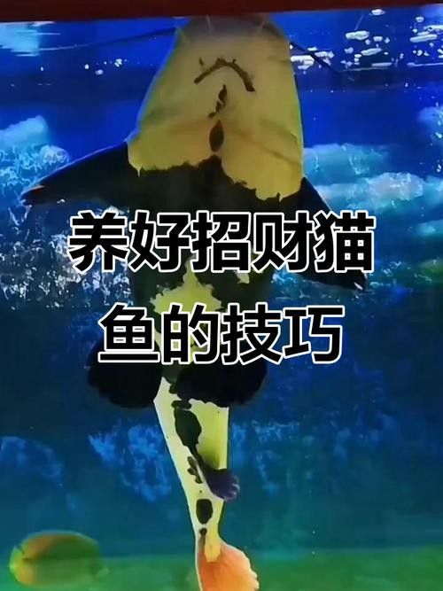 招財貓把銀龍魚吃了