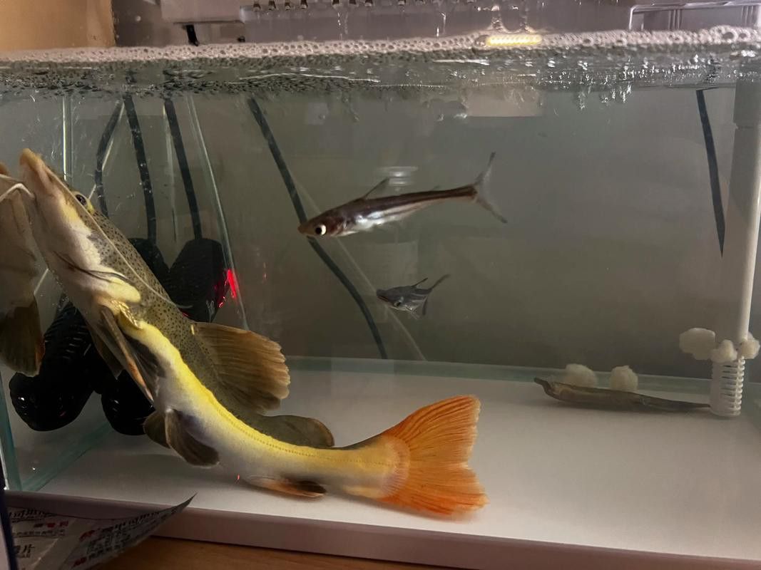 招財貓把銀龍魚吃了