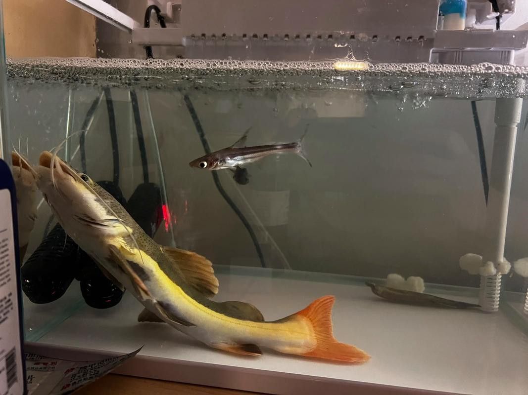 招財貓把銀龍魚吃了
