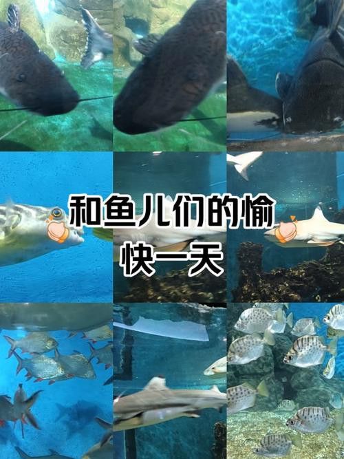 招財貓把銀龍魚吃了