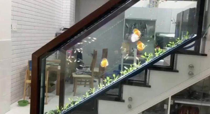 招財貓把銀龍魚吃了