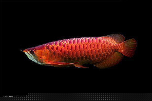龍魚立鱗多久能恢復 龍魚百科 第5張 龍魚立鱗多久能恢復 龍魚立鱗多久能恢復 龍魚百科 第5張
