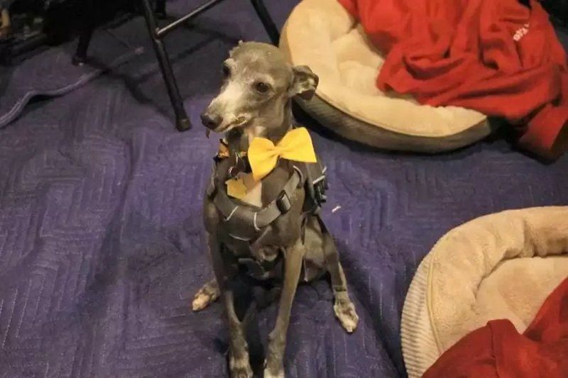 賽級犬屬于什么檔次
