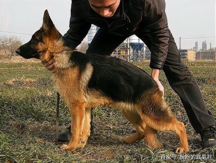 賽級犬屬于什么檔次