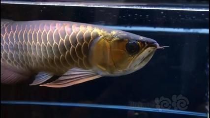 金龍魚純金的好還是古典的好（純金的金龍魚和古典的金龍魚哪一個更好？）