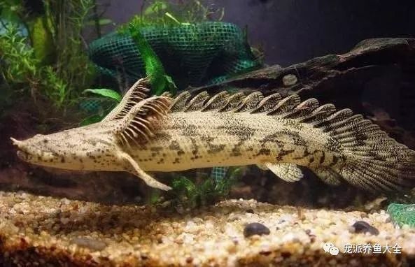 虎紋恐龍魚繁殖方式圖片大全 虎紋恐龍魚繁殖方式圖片大全 龍魚百科 第24張
