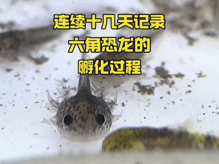 虎紋恐龍魚繁殖方式圖片大全 虎紋恐龍魚繁殖方式圖片大全 龍魚百科 第21張