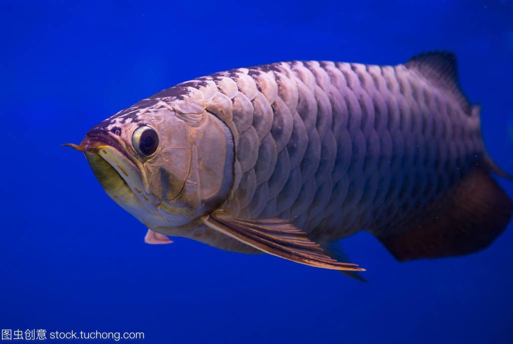 金龍魚(yú)藍(lán)色【金龍魚(yú)為什么會(huì)有藍(lán)色底色？】