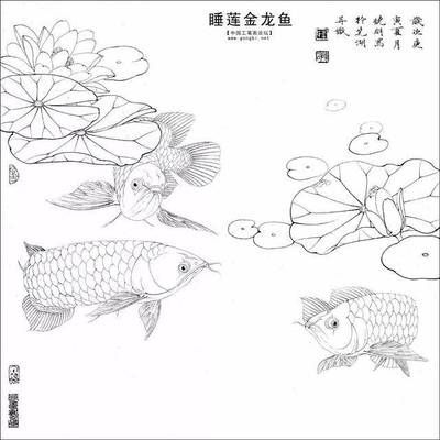 金龍魚(yú)藍(lán)色【金龍魚(yú)為什么會(huì)有藍(lán)色底色？】