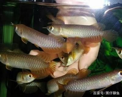 20公分龍魚多久長到30公分呢（20公分龍魚的生長速度可以通過不同的喂養條件和環境因素來促進）
