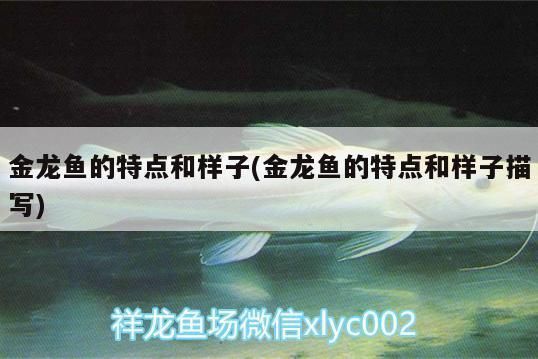 金龍魚外形特征(金龍魚品種分類,金龍魚飼養技巧) 龍魚百科 第1張 金龍魚外形特征(金龍魚品種分類,金龍魚飼養技巧) 金龍魚外形特征(金龍魚品種分類,金龍魚飼養技巧) 龍魚百科 第1張