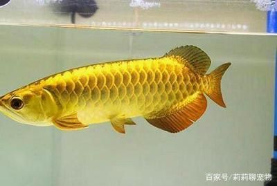 金龍魚外形特征(金龍魚品種分類,金龍魚飼養技巧) 龍魚百科 第4張 金龍魚外形特征(金龍魚品種分類,金龍魚飼養技巧) 金龍魚外形特征(金龍魚品種分類,金龍魚飼養技巧) 龍魚百科 第4張