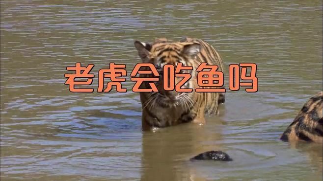 老虎抓魚是吃魚還是吃魚
