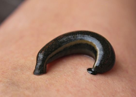 龍魚可以冷水養嗎為什么：熱帶魚水溫管理的常見誤區