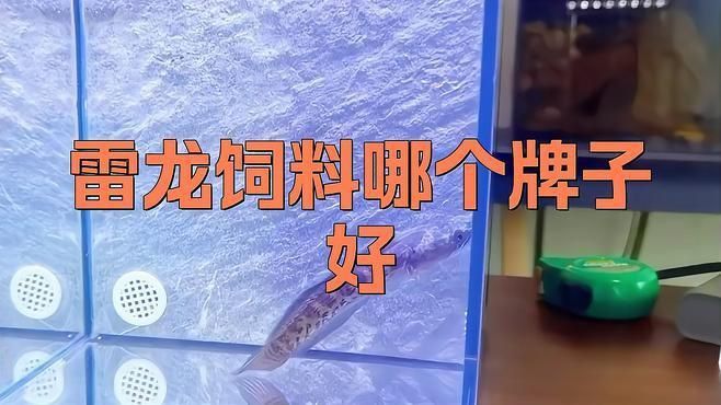 雷龍魚喂飼料什么牌比較好