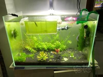 龍魚(yú)缸TDS值的適宜范圍（龍魚(yú)缸tds值在200至300之間是正常的嗎？）