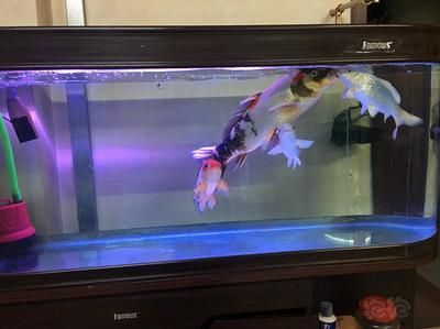 龍魚(yú)缸TDS值的適宜范圍（龍魚(yú)缸tds值在200至300之間是正常的嗎？）