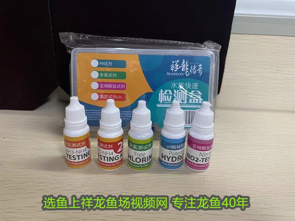 龍魚和白化火箭混養會怎么樣：龍魚與白化火箭混養指南，和諧共處的秘訣與注意事項