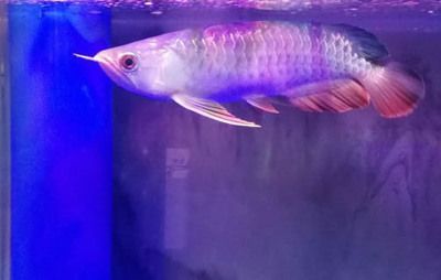銀龍魚(yú)換水操作指南：如何正確的為銀龍魚(yú)換水