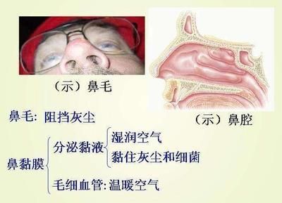 龍魚鼻孔變大怎么回事:龍魚鼻孔變大可能是由于多種原因引起的 龍魚百科 第2張 龍魚鼻孔變大怎么回事:龍魚鼻孔變大可能是由于多種原因引起的 龍魚鼻孔變大怎么回事:龍魚鼻孔變大可能是由于多種原因引起的 龍魚百科 第2張