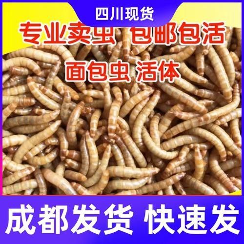 龍魚 烏龜糧
